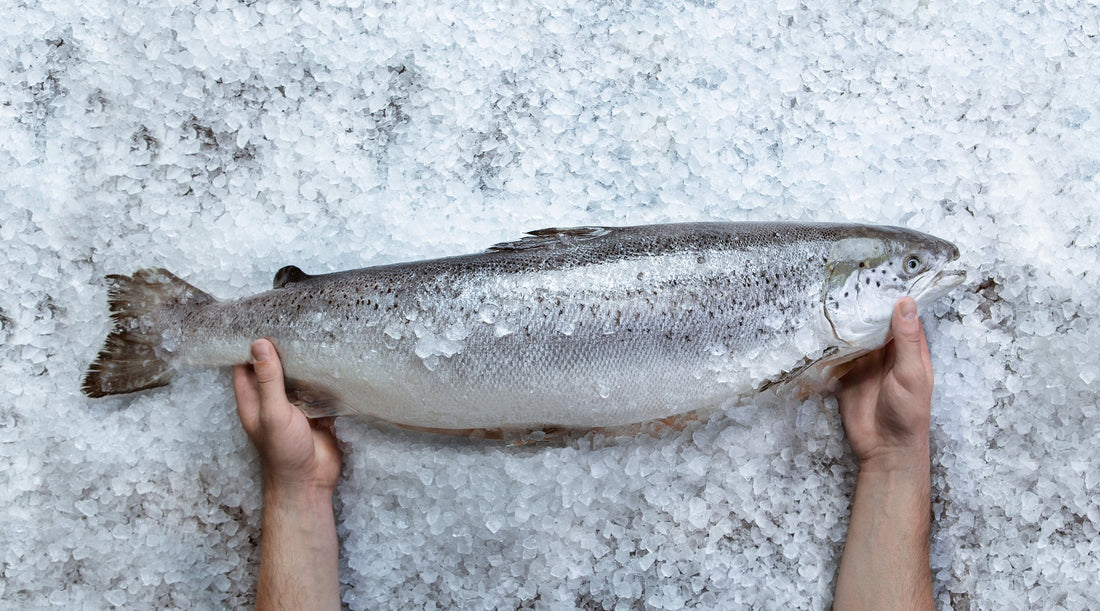 Quality seafood is an excellent addition to your diet!