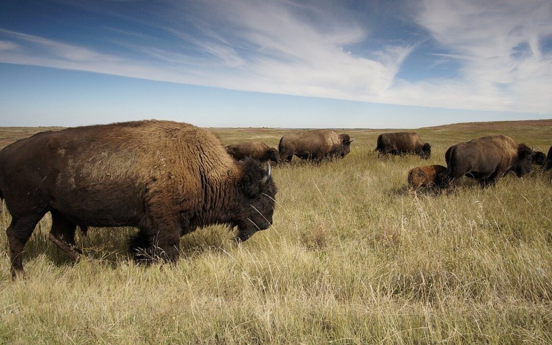 Which is Better: Elk or Bison?