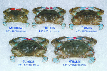 Wild Blue Swimming Soft Shell Crabs